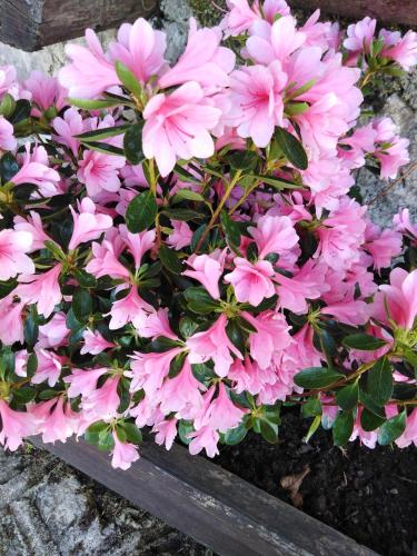 a bunch of pink flowers in a flower box at La Baita Suite in Sicignano degli Alburni