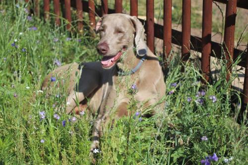 a dog standing in the grass near a fence at Cichosza - The Sound Of Silence in Białowieża