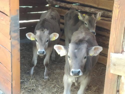 three brown cows are standing in a barn at Limarò B&B in Sarche di Calavino