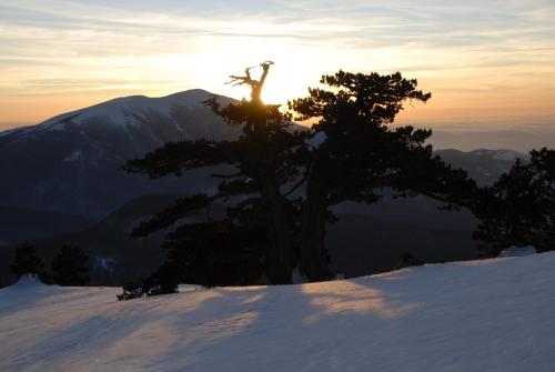 a tree on top of a snow covered mountain at Tana Libera Tutti 3 Nature, Yourself, Love in Viggianello