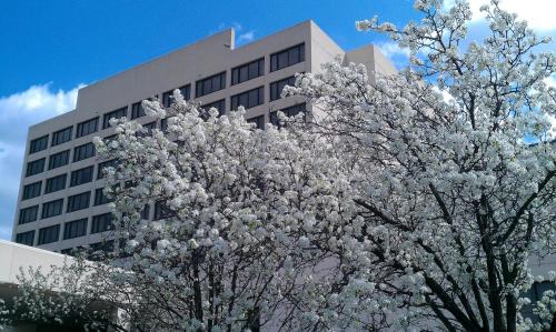 a tree with white flowers in front of a building at Capitol Plaza Hotel Jefferson City in Jefferson City
