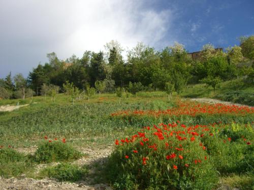 a field full of red flowers in a field at Agriturismo Pozzuolo in Serrungarina