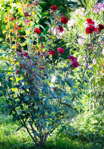 a group of red flowers in a garden at Villa Tsinandali in Tsinandali