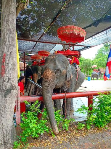 an elephant standing next to a red fence at Siri Guesthouse in Phra Nakhon Si Ayutthaya