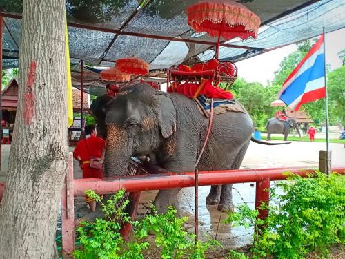 an elephant with people riding on its back at Siri Guesthouse in Phra Nakhon Si Ayutthaya