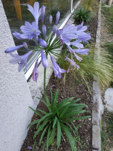 Zahrada ubytování Les Agapanthes du frontonnais