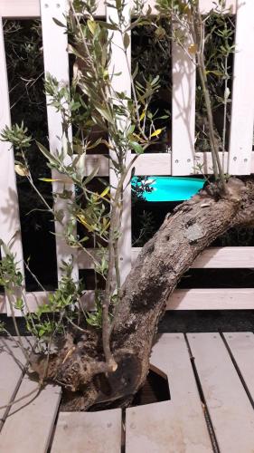 Palazzo Conforti Tree House Resortにある庭