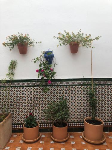 a group of potted plants on a wall at CH II Apartments ZONA DE OCIO NOCTURNO in Conil de la Frontera