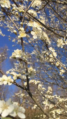 a branch of a tree with white flowers on it at Mas Lo Faix in Saint-Laurent-de-Cerdans