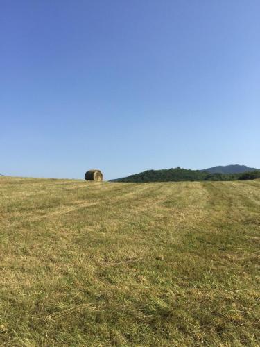 a elephant laying on top of a grassy field at Mas Lo Faix in Saint-Laurent-de-Cerdans