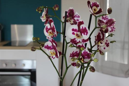 a vase filled with pink flowers in a kitchen at Bel appartement avec vue sur vézère in Uzerche