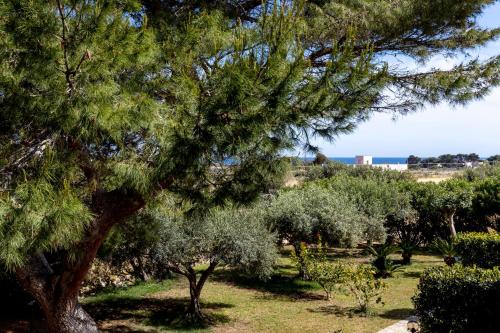 a tree in a field with the ocean in the background at Il Borgo Del Principino in Favignana