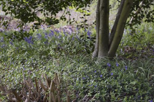 a garden with purple flowers and a tree at Fredensholm Annex in Skanderborg