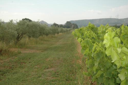 a row of green vines in a field at Domaine de Sévanes in Saint-Paul-les-Fonts