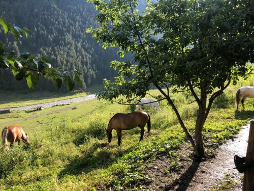 three horses grazing in a field next to a tree at Pirikiti in Akhmety