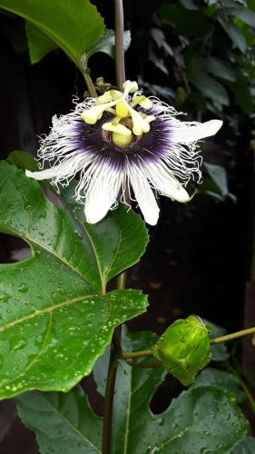 a purple and yellow flower on a plant with leaves at Posada El Acuario in Bahía Solano
