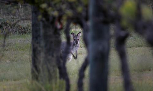 a kangaroo standing in a field next to a tree at Granite Belt Retreat and Brewery in Stanthorpe
