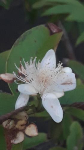 a close up of a white flower on a plant at Posada El Acuario in Bahía Solano