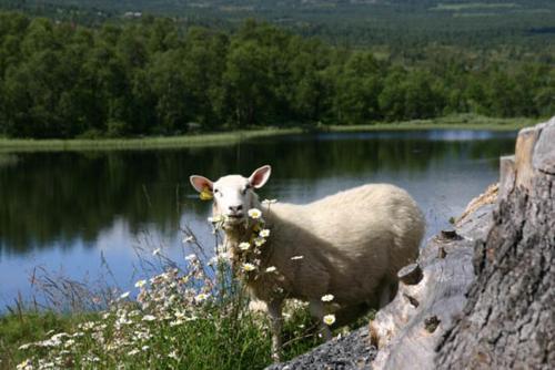 羅恩的住宿－Bergfosshytta，站在水体旁边的绵羊