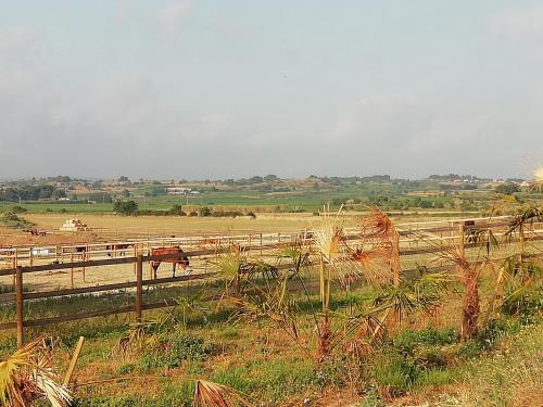 a horse walking on a dirt road in a field at Domaine de la Vidalle in Vendres