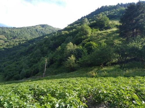 a vineyard in front of a mountain with trees at Raul Lushnu Darbaz in Mestia