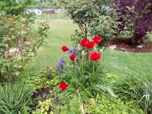 a garden with red roses and other flowers at la dabinerie in Pruniers