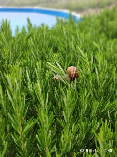 a small snail sitting on top of a green plant at Green Farm-small paradise! in Kalloní