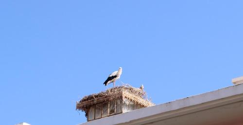 
a bird that is standing on top of a building at Aqua Ria Boutique Hotel in Faro
