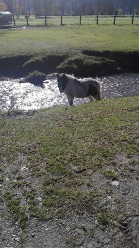 a cat standing in a field next to a river at Knaller der Reiterbauernhof in Reisach