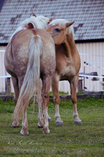 two horses standing next to each other in a field at Knaller der Reiterbauernhof in Reisach