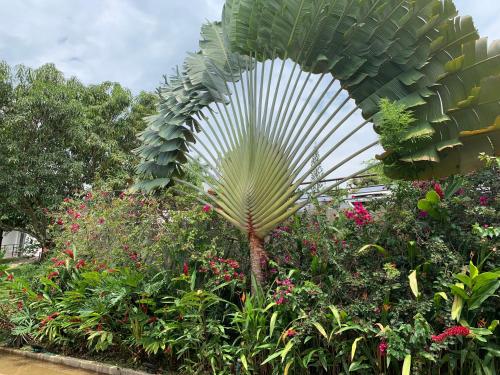 a large palm tree in a garden of flowers at La Masia Hotel Boutique in Anapoima