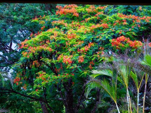 a tree with red flowers on it at Latica Lodge in Playa Negra