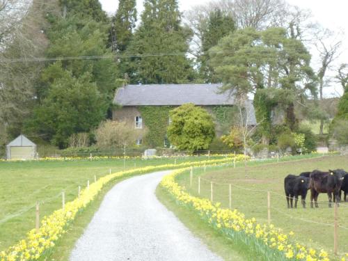a group of cows standing in a field next to a road at Cullintra House in New Ross