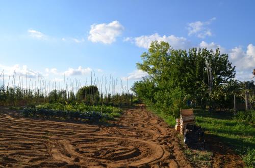 a garden with a dirt path in a field at Agriturismo Le Case di San Vivaldo in Montaione