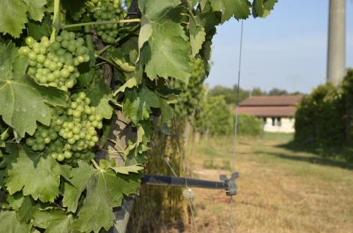 Zahrada ubytování Agriturismo Corte Ambrosio