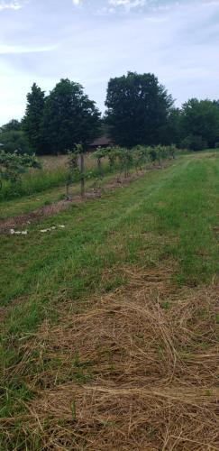 a field of grass with trees in the background at Cozy Country Farm Stay in Fredonia