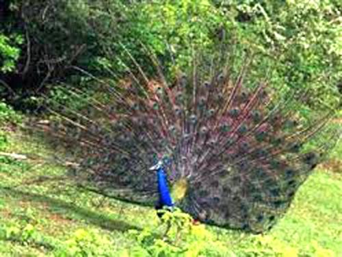 Zahrada ubytování Nature Resort - Yala Safari Village