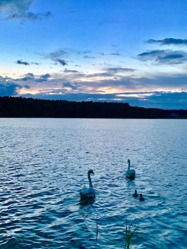 two swans swimming in a large body of water at Caravana Juliana Hobby 545 z widokiem na Jezioro in Swaderki