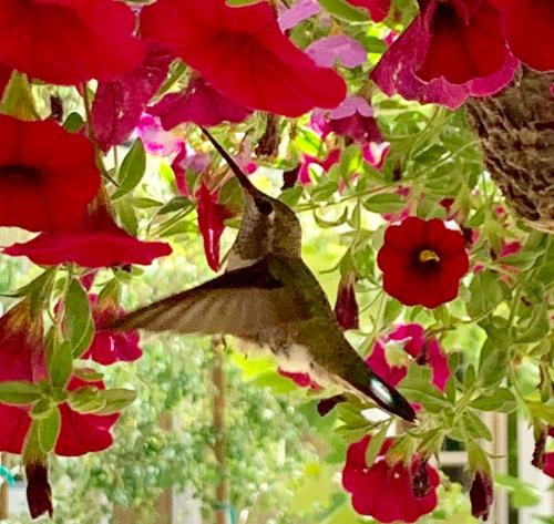 a humming bird is eating from a branch of flowers at Red Tail Ranch in Groveland