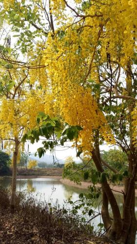 a tree with yellow leaves next to a river at Ban Thung Talay Mok Chiangdao in Chiang Dao