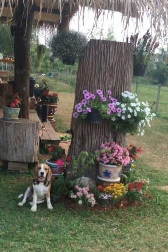 a dog sitting in the grass next to some flowers at Ban Thung Talay Mok Chiangdao in Chiang Dao