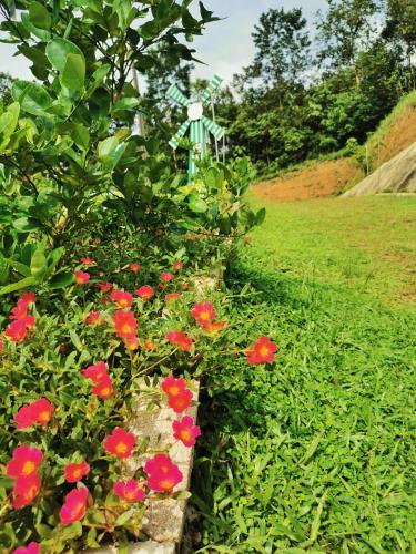 a bush of red flowers in a garden at Green Peace Sungai Lembing in Sungai Lembing