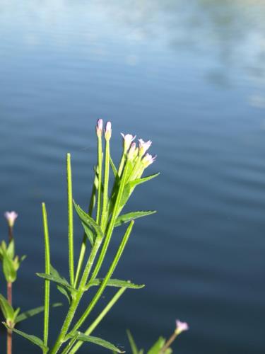 a plant with pink flowers in front of the water at Rosy Garden in Lichtervelde