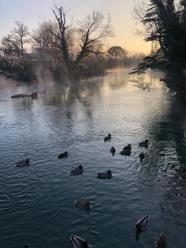 a group of ducks swimming in the water at Hotel Cantosorgue in LʼIsle-sur-la-Sorgue