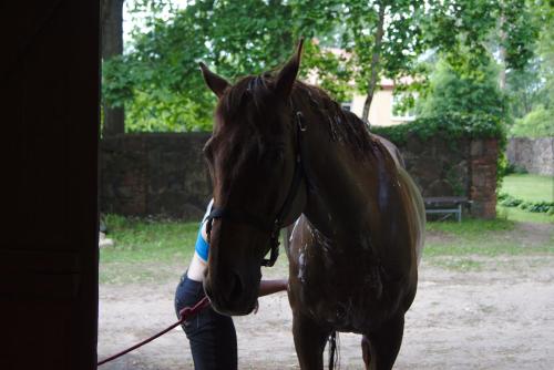 a person holding a brown horse on a leash at Nyx & Iris in Zasa