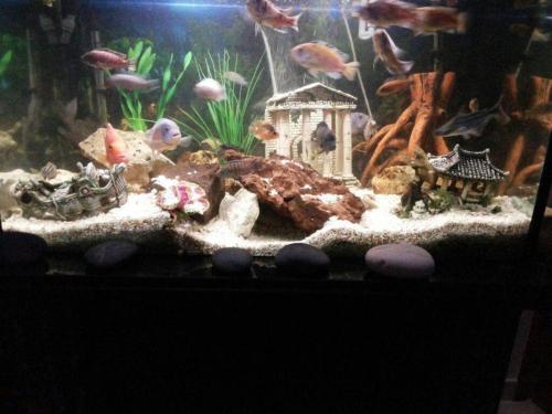 a fishtank with a large aquarium with fish in it at Enya in Mafra