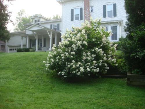 a bush of white flowers in front of a house at Antique Mansion B & B in Rutland