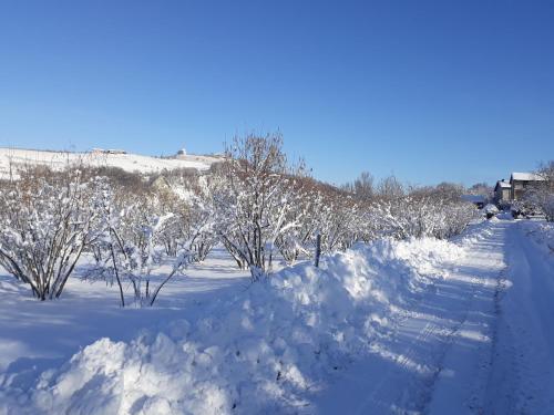 a snow covered path with trees and a house in the background at Agriturismo Cascina Binelli in Dogliani