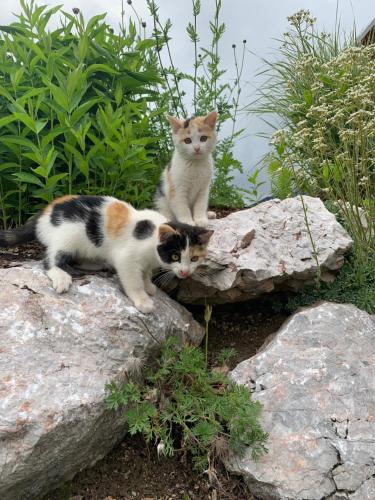 two cats are sitting on some rocks at Haus Sonnleitner in Ramsau am Dachstein