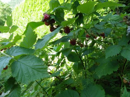 a plant with green leaves and red berries on it at InGreen house in Bohinjska Bela